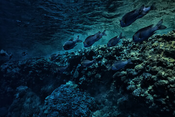 Obraz na płótnie Canvas tropical fish on a coral reef underwater wildlife