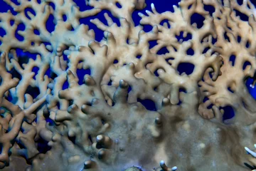 Gordijnen coral reef wallpaper background ocean tropical ecosystem underwater © kichigin19