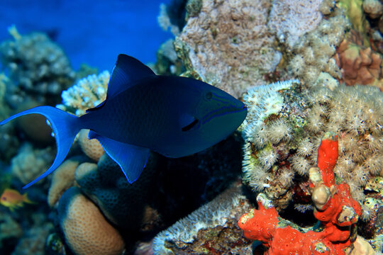 tropical fish on a coral reef underwater wildlife © kichigin19