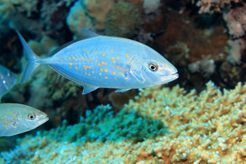 Fototapeta premium tropical fish on a coral reef underwater wildlife