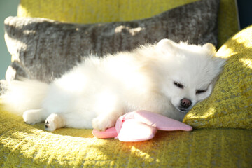 Fototapeta na wymiar Cute fluffy Pomeranian dog on armchair. Lovely pet