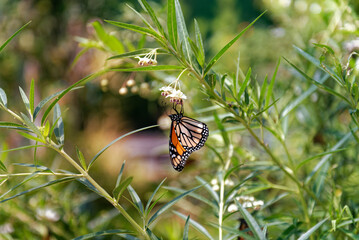 Monarch butterfly resting on plants in sunlight - 565773288