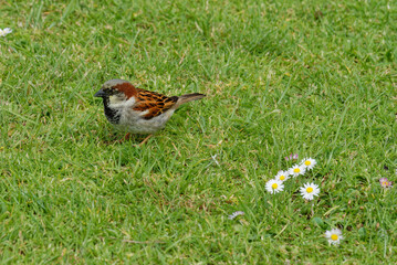 A single sparrow on green grass - 565773400
