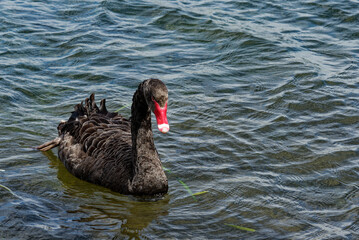 A black swan swimming on blue water on a lake - 565773413