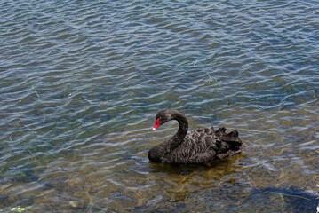 A black swan swimming on blue water on a lake - 565773424