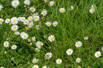 Wild chamomile flowers against a background of green - 565773448
