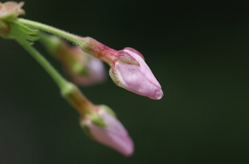 Cherry flower buds (Someiyoshino), start of blooming