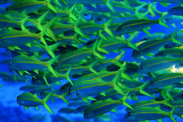Fototapeta na wymiar flock of fish goatfish underwater background