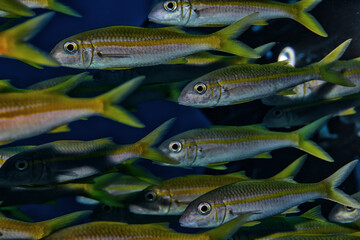 flock of fish goatfish underwater background
