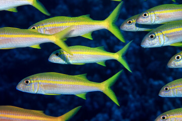 flock of fish goatfish underwater background