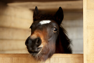 Adorable black horse in wooden stable. Lovely domesticated pet