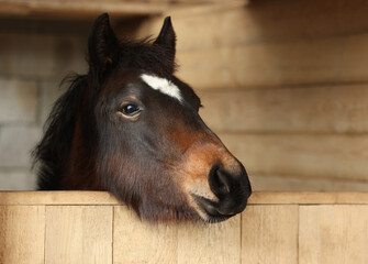 Adorable black horse in wooden stable. Lovely domesticated pet