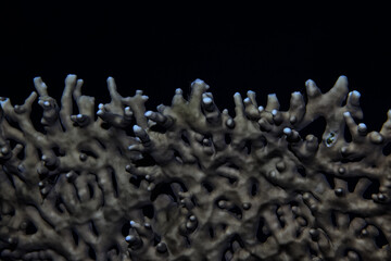texture coral underwater reef background sea