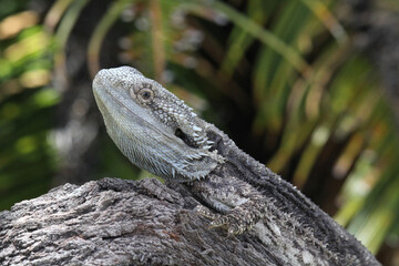 Eastern bearded dragon lizard reptile sitting on a tree trunk