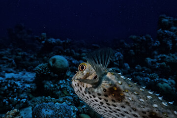 puffer fish underwater photo animals wildlife red sea egypt