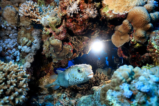 puffer fish underwater photo animals wildlife red sea egypt