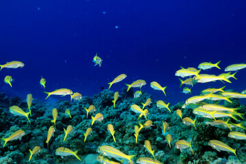 Plakat small fish on a coral reef underwater wildlife
