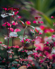  planta con hojas rojas y verdes en invierno con desenfoque 