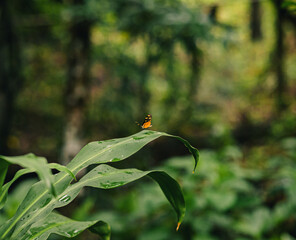 Colorida mariposa. Insectos Lepidoptera Morpho amathonte 