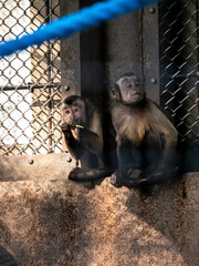 仲良しの猿