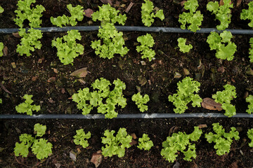 Fresh green lettuce farm, green lettuce for salad and organic food. top view.