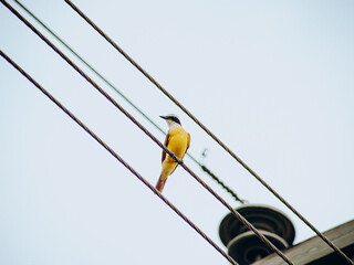 ave de color amarillo posado en tendido eléctrico con cielo azul 
