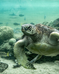 Obraz premium ウミガメ