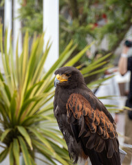 目つきの鋭い鷲
