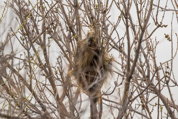 Porcupine in a Tree