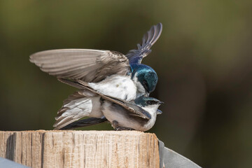 Mating Tree Swallows