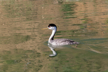 Western Grebe