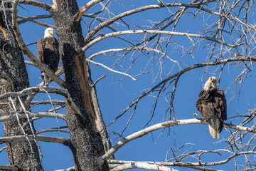 Pair of Bald Eagles
