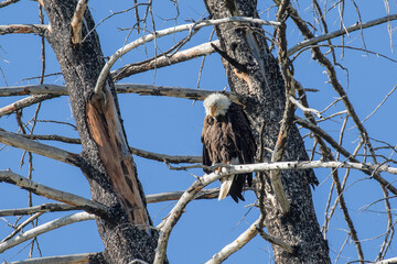 Bald Eagle Preening