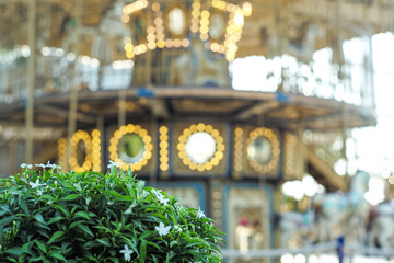 The little blossom flowers on the green bush with defocused glittering carousel of the amusement in background