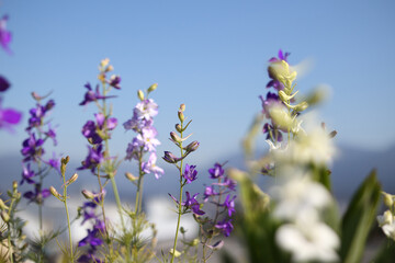 Fototapeta na wymiar Rocket Larkspur in full bloom in front of mountains. Stunning purple flower spikes with developed seed pods. Wildflower seed attracting pollinator. Also known as Consolida ajacis. Selective focus.