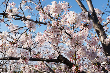 満開の桜