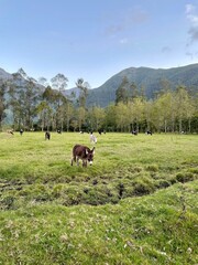 Fototapeta premium donkey on the meadow