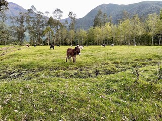 donkey in the mountains