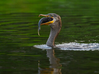 Neotropic Cormorant caught a fish, portrait in green water in Pantanal, Brazil