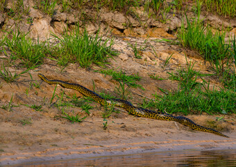 Green Anaconda, Pantanal in Brazil