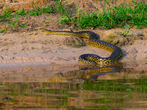 Green Anaconda, Pantanal in Brazil