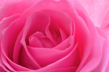 Pink rose 