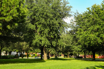 Beautiful green trees and lawn in park on sunny day