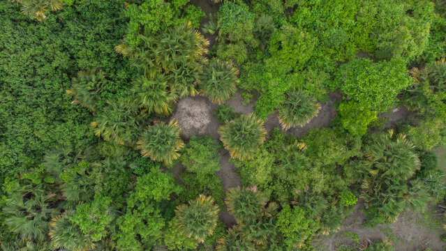 High angle view of gebang tree