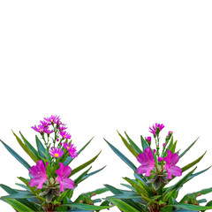 illustration of green flowers and leaves on a white background