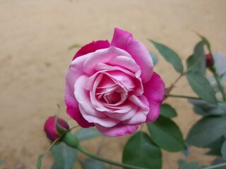 pink rose in a garden. Reddish pink rose with buds blooming. Close up view. Natural rose in the...