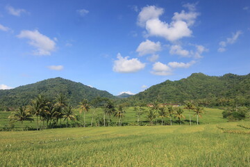 photos of views of rice fields, trees, hills, and cloudy blue skies