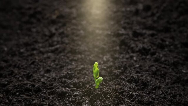 Growing Pea Plant in Time Lapse. Sprout Germination From Seed in Light Beam. Greenhouse Food Production.