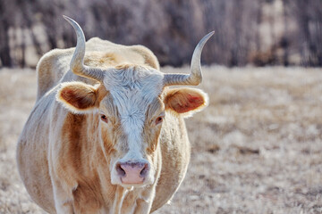 A pregnant Criollo cow on the open range