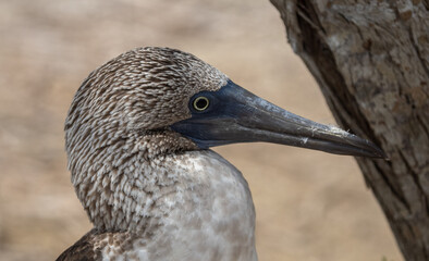 Alcatraz Camanay o Piquero pata azul (Sula nebouxii) en la Isla de la Plata, Puerto Lopez, Ecuador